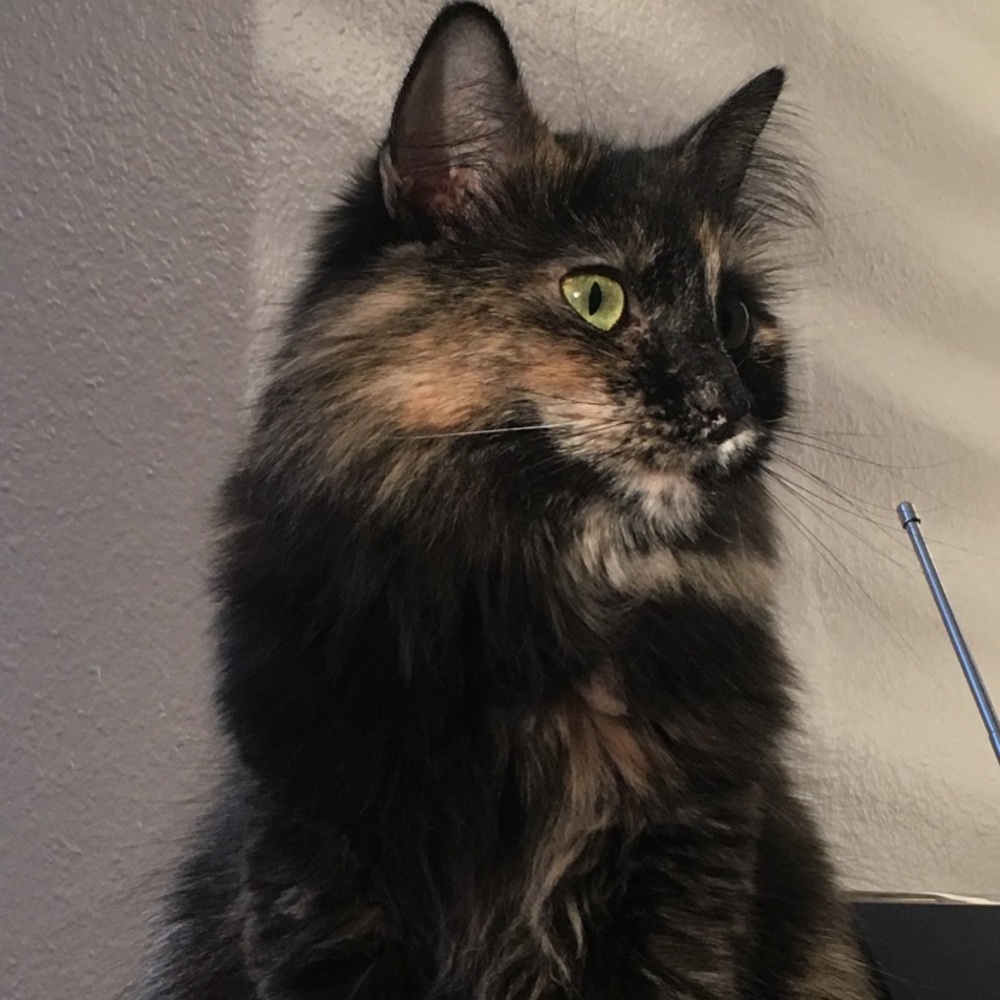 Meet your Posher, Meagan